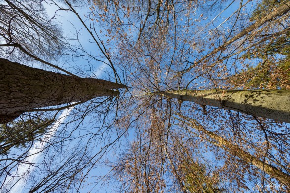 Blick nach oben (11mm)